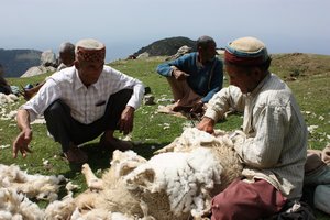 shaving the sheep