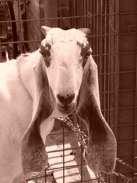 Indian goat from the front...