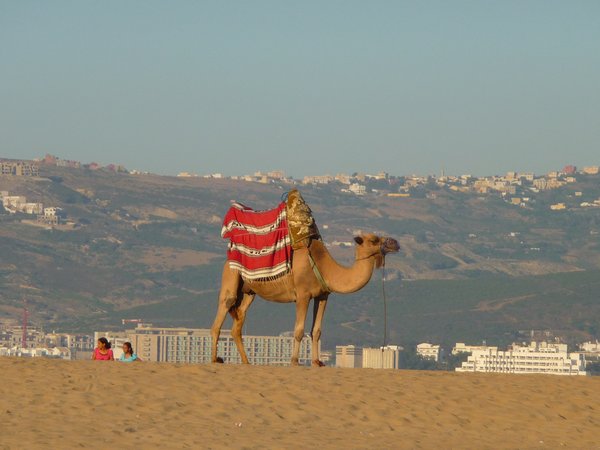 my Marroccan camel