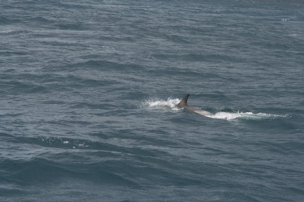 Delphine auf Bruny Island