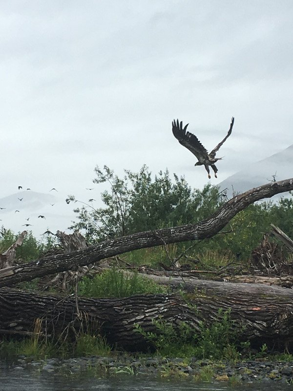 An eagle takes flight