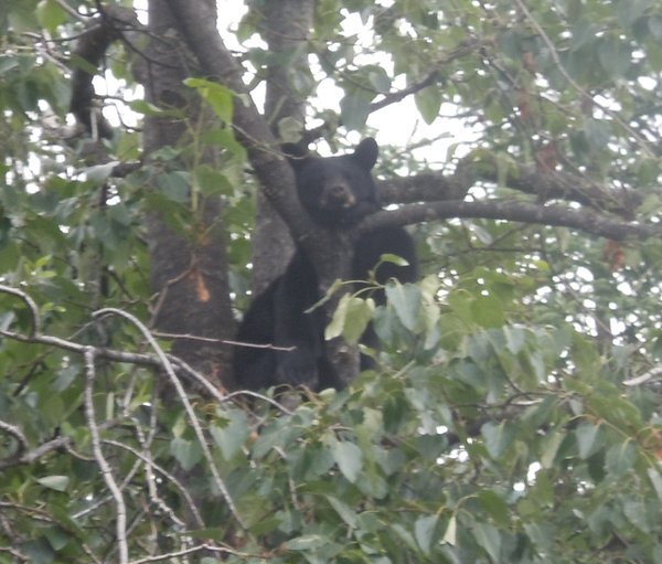 Bears can climb trees!