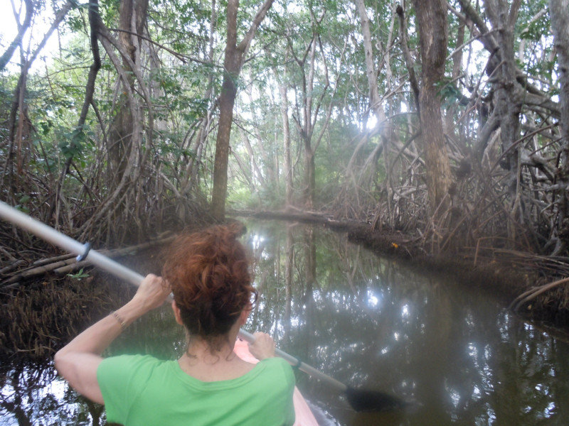 tunnelling through the mangrove swamps