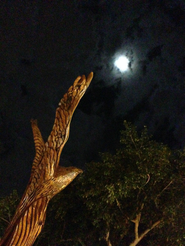 Moonlight eagle