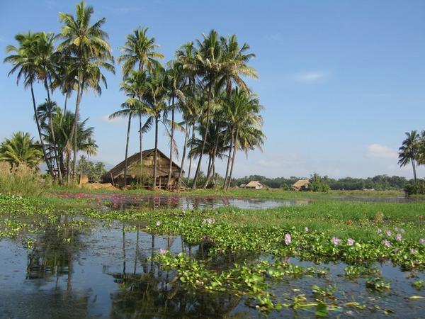 Lilies (?) and palm trees, amongst the stilt-houses of a picturesque Intha village