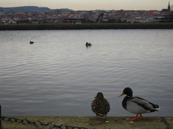 Ducks in Schonbrunn