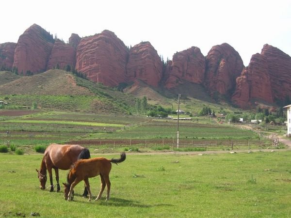 Horses grazing, beneath the red-stone bluffs of Jeti-Orguz