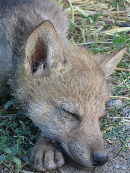 Wolf cub, Karakol zoo