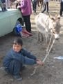 A kid & his patient little donkey