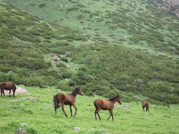 Wild horses along the path down to the Karakol Valley