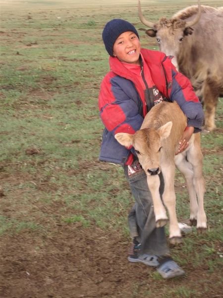 Aibek carries a calf back to its pen