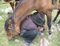 Untying the horses, preparing to return to the camp