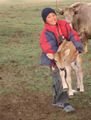 Aibek carries a calf back to its pen
