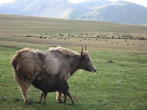 Yaks ('topos', in Kyrgyz)