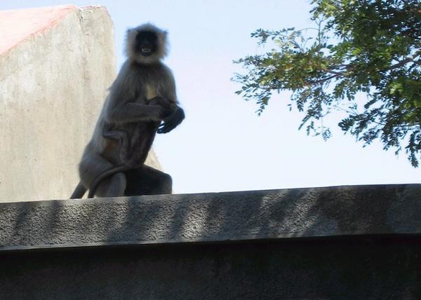 A monkey screams at me from the neighbour's roof, when I try to get too close to it and its baby.