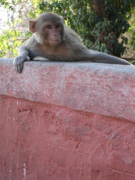 A cautious monkey keeping a wary eye on visitors to the Hindu shrine it lives around