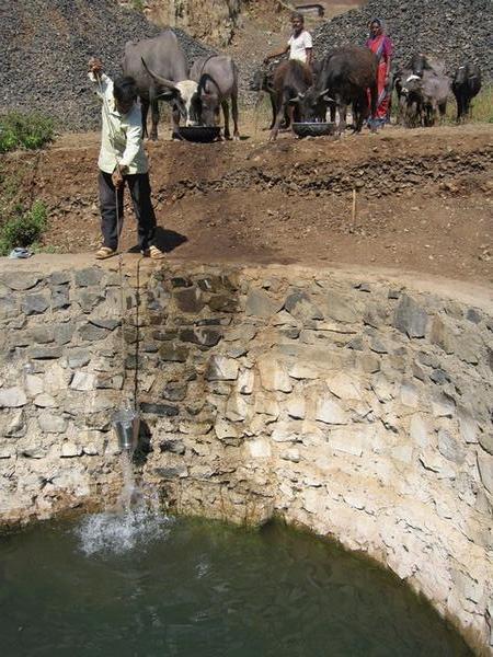 A man draws water from an open well for his thirsty buffalo, (near Borala village).