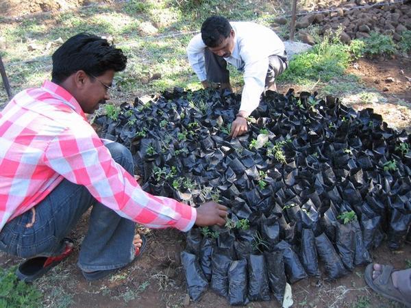 Bitu (L) and Sujal (R) check the progress of papaya seedlings in the nursery