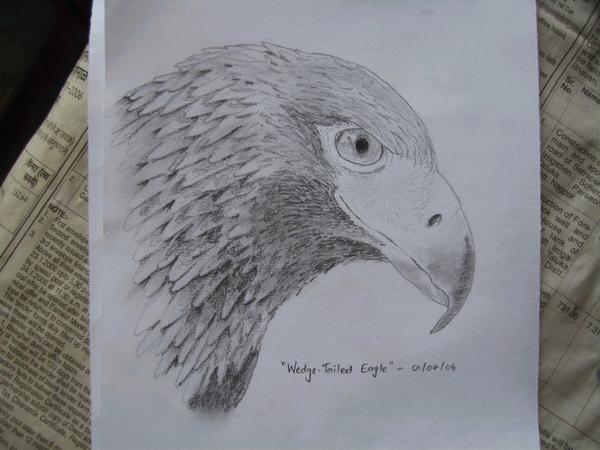 Drawing of an eagle, (from a photo I had)