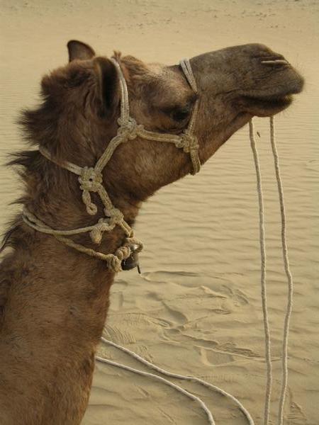 My camel, looking deceptively docile