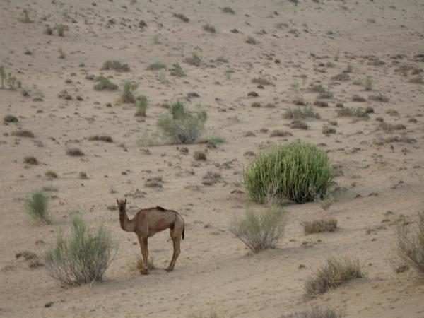 I tried to help out by finding my camel in the morning, (they're hobbled and let free to feed at night).