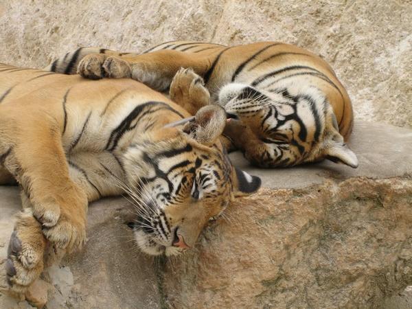 Lazy (doped?) tigers