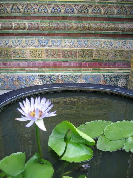 Grand Palace water-lily