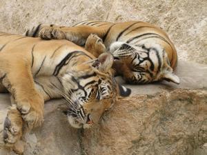 Lazy (doped?) tigers