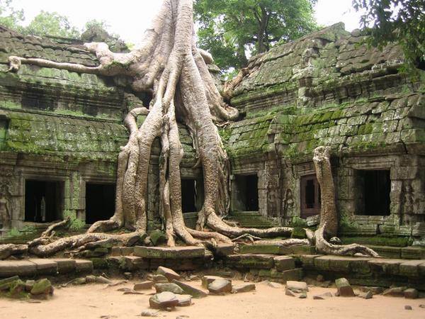 Famous silk-cotton tree in one of Ta Phrom's central courtyards