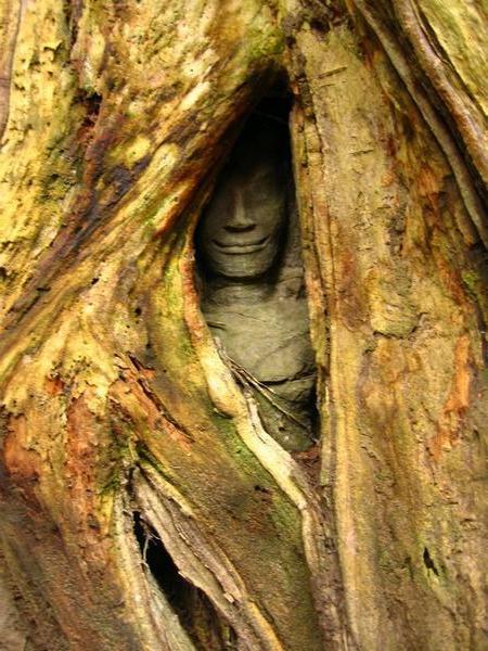 A tiny face smiles enigmatically, from behind roots that threaten to engulf it