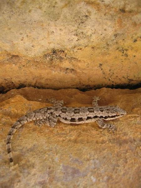 Gecko, Banteay Srei