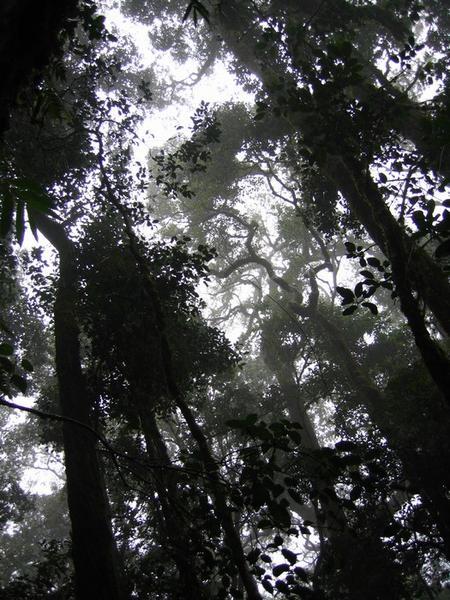 Looking up into the trees as the rain came down