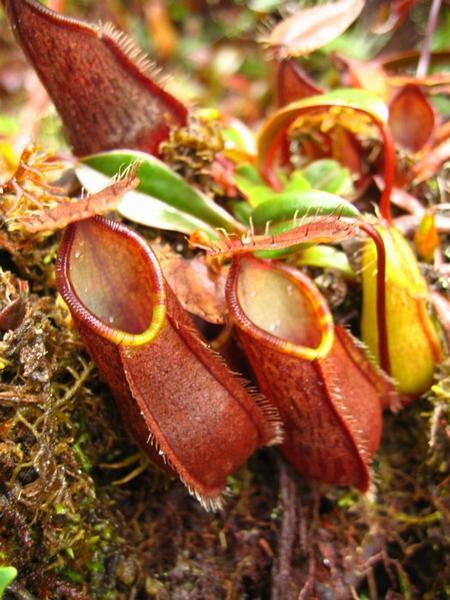 Hundreds of pitcher plants line the trail