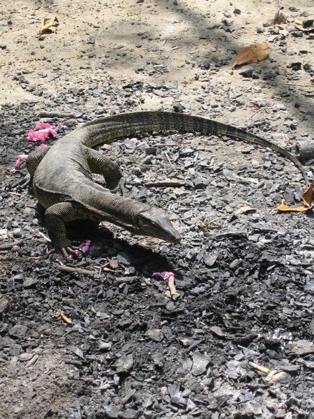 One of the big monitor lizards Sapi island is famous for.