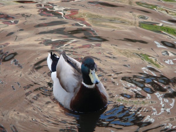 Bruges Duck