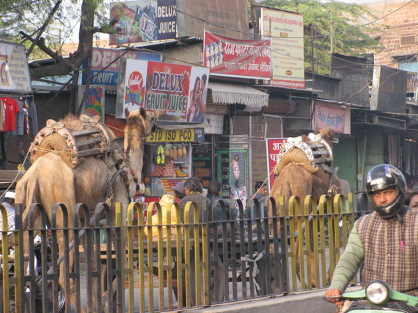 Market Camel