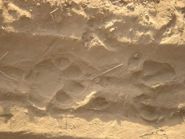 Tiger footprints - apparently