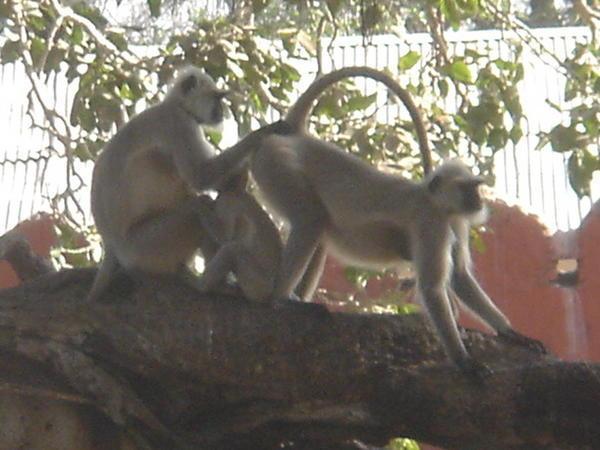 Pre-occupied monkeys
