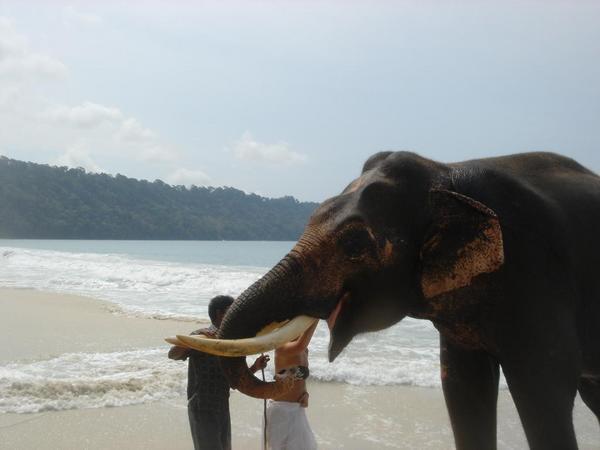 Suzanne feeding Raj - the resorts pet elephant
