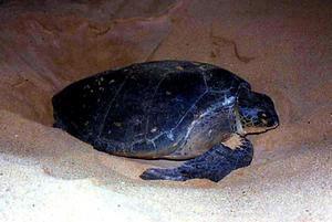 Turtle laying eggs on the beach