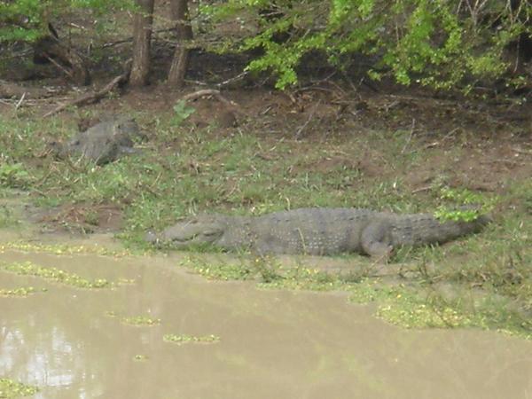 Crocs chilling out