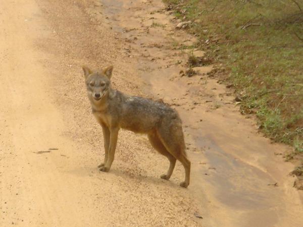 A jackal looking for Suzanne's other shoe