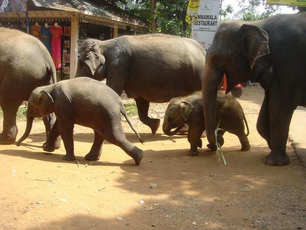 Beware - Elephants crossing