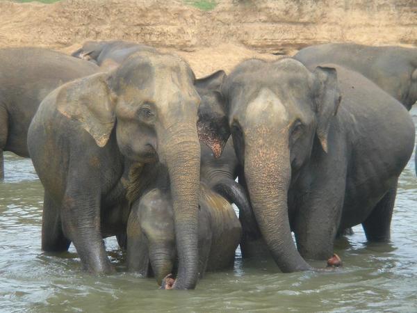 Elephant family hug