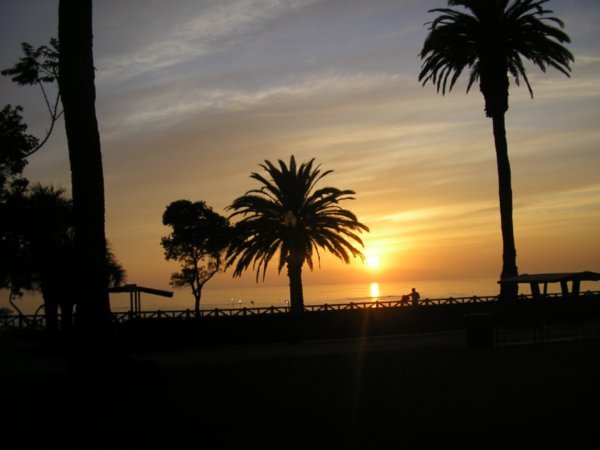 Postcard California palm tree sunset