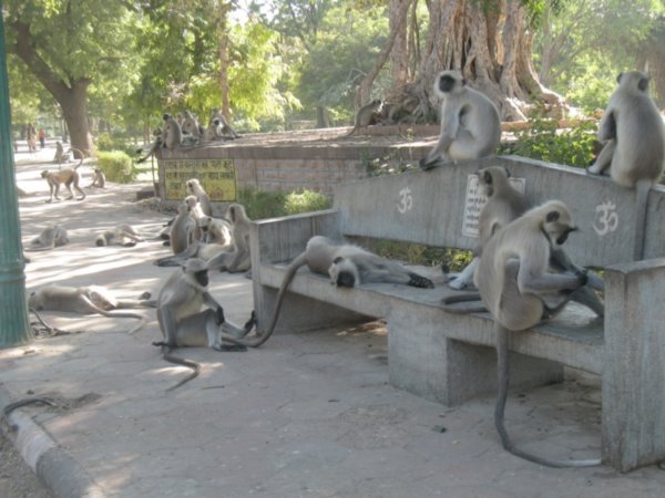Monos dentro de las jardines de Mandore
