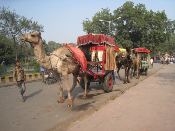 Carruajes de camellos, cerca de la entrada al Taj Mahal