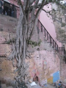 Un árbol que brota desde la pared