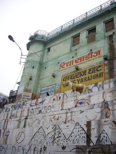 En las escalinatas de un ghat con modernos grafitis comparten espacio y tiempo un cuervo en espera de alimento y un cabrito elegantemente vestido