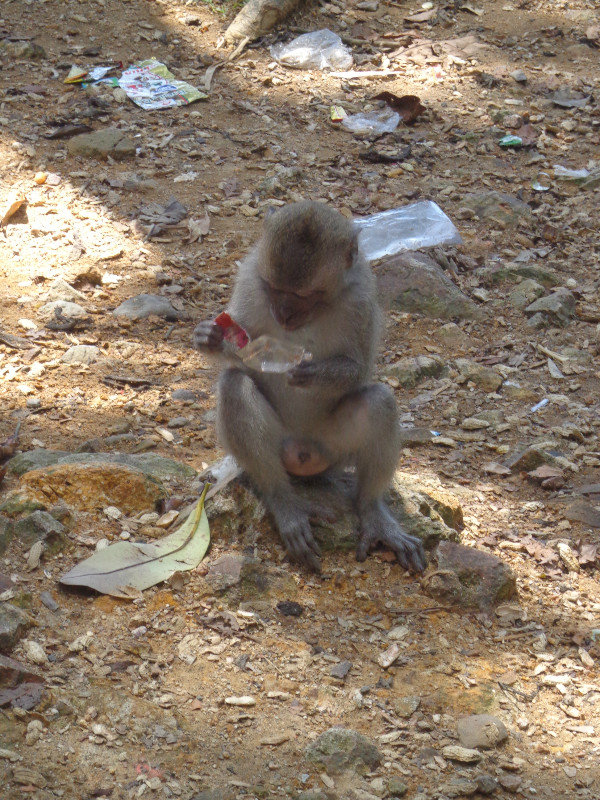 Monkey chilling in all the rubbish